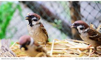 乌鸦与麻雀,智慧与命运的较量